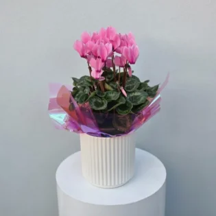 Cyclamen Pot Plant