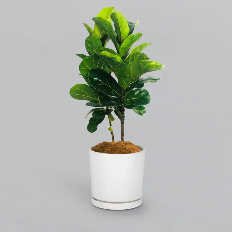 Fiddle Leaf Fig in a pot