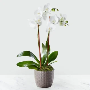 phalaenopsis orchid plant - White